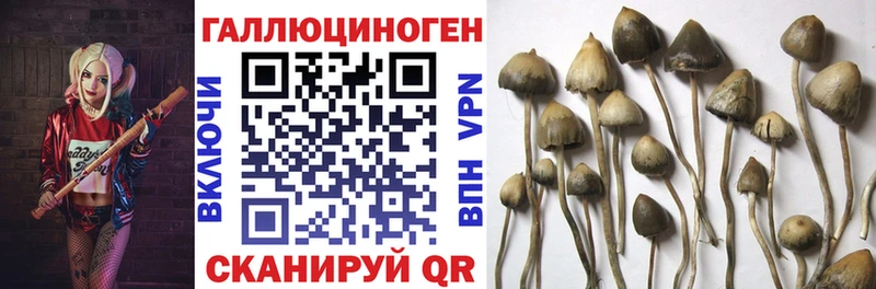 Псилоцибиновые грибы Cubensis  цена наркотик  Северск 